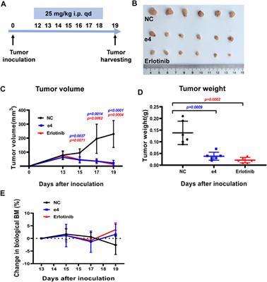 Discovery of a Series of 1,2,3-Triazole-Containing Erlotinib Derivatives With Potent Anti-Tumor Activities Against Non-Small Cell Lung Cancer